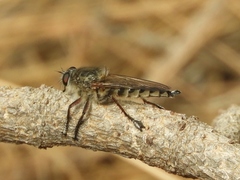 Promachus vexator