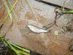 Chekanovski's Minnow photo 2