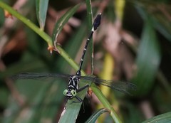 Euthygomphus koxingai