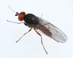 Heteromyza commixta