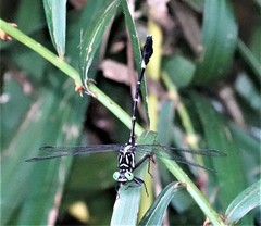 Euthygomphus koxingai