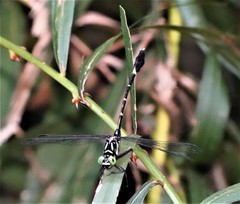 Euthygomphus koxingai