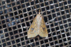 Udea ferrugalis