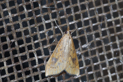 Udea ferrugalis