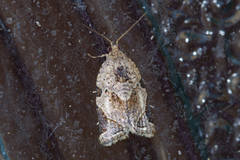 Neocalyptis affinisana