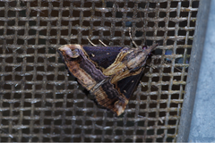 Hypena cognata