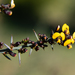 Daviesia genistifolia - Photo (c) Euan Moore,  זכויות יוצרים חלקיות (CC BY-NC), הועלה על ידי Euan Moore