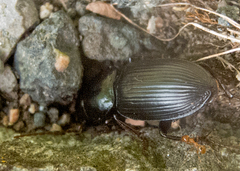 Acinopus megacephalus