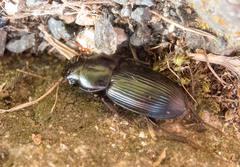 Acinopus megacephalus