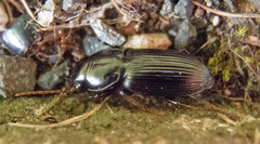 Acinopus megacephalus