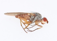 Tephrochlamys rufiventris
