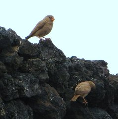 Bucanetes githagineus