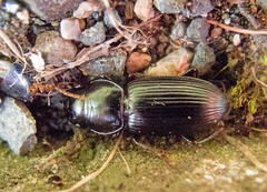 Acinopus megacephalus