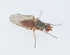 Tephrochlamys rufiventris