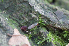 Tephrochlamys rufiventris