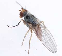 Tephrochlamys tarsalis