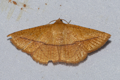 Striglina