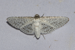 Dixoa multipunctata
