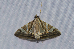 Agrioglypta