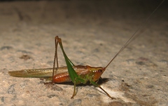 Conocephalus attenuatus