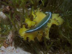 Pseudobiceros flowersi