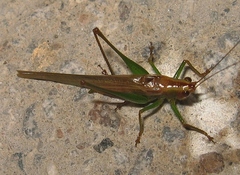 Conocephalus attenuatus