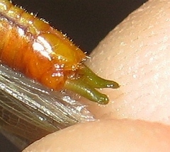 Conocephalus attenuatus