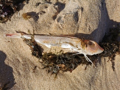 Chelidonichthys obscurus