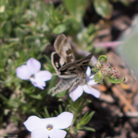 Oregon Gem Moth photo 4