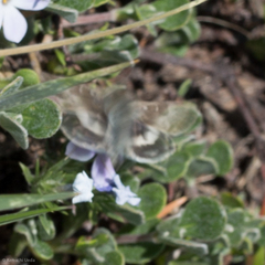Heliothis oregonica