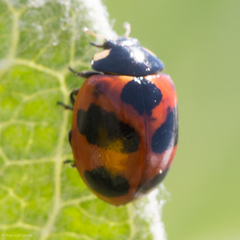 Coccinella monticola