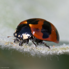Coccinella monticola