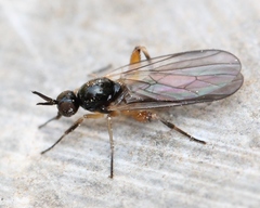 Oedalea holmgreni