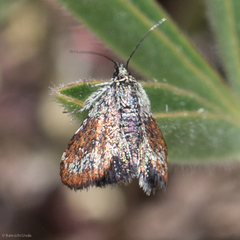 Anatralata versicolor