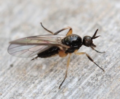 Oedalea holmgreni