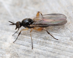 Oedalea holmgreni