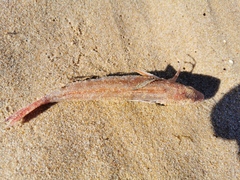 Chelidonichthys