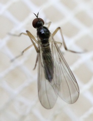 Oropezella sphenoptera