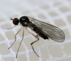 Oropezella sphenoptera