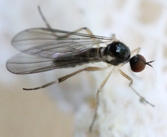 Oropezella sphenoptera