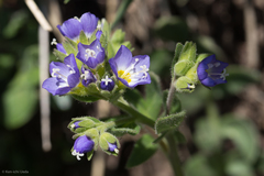 Polemonium californicum