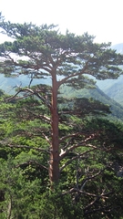Pinus densiflora