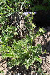 Polemonium californicum