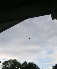 Araneae