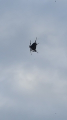 Araneae