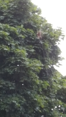 Araneae