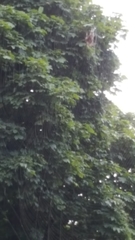 Araneae