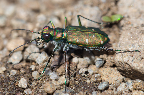 Dispirited Tiger Beetle photo 6
