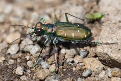 Cicindela depressula