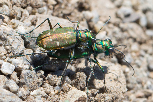 Dispirited Tiger Beetle photo 4